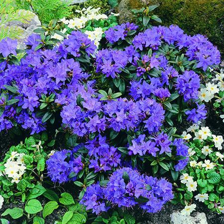 Rhododendron Gristede 4.5 Ltr - Plants2Gardens