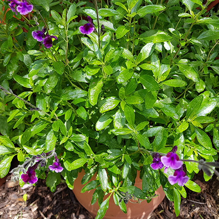 Salvia Oriental Dove 2 Ltr - Plants2Gardens