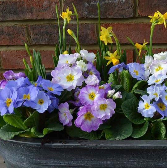 Gardening Blog: Add some colour to those Winter Blues!