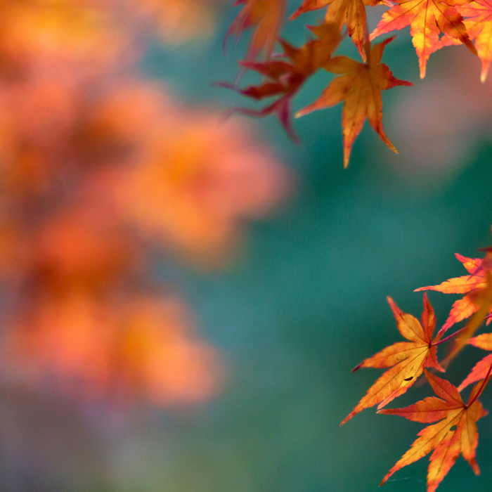 Embracing Autumn: How to Get Your Garden Ready for the New Season