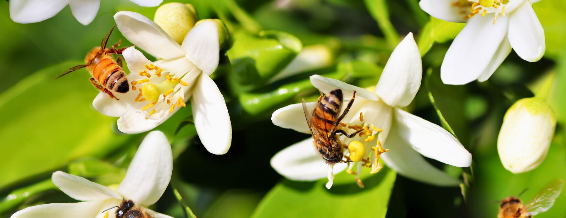 Spring is in the Air: How to Create a Bee-Friendly Garden This Season