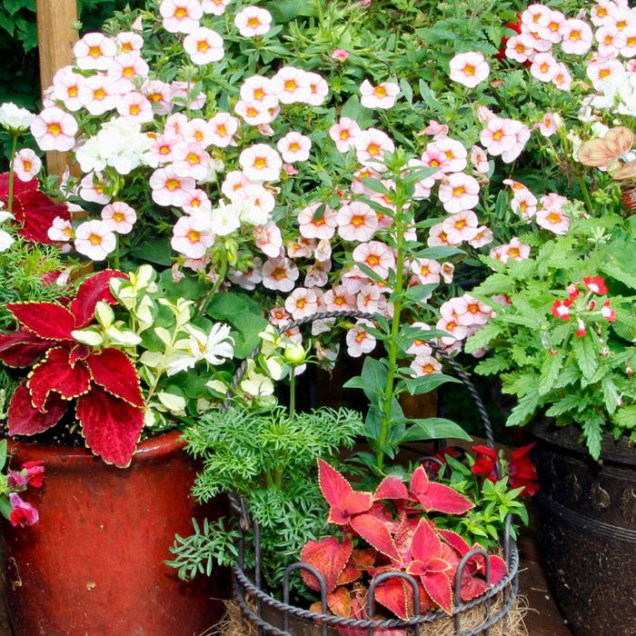 6 Reasons Container Gardening is a Game-Changer for Your Outdoor Space