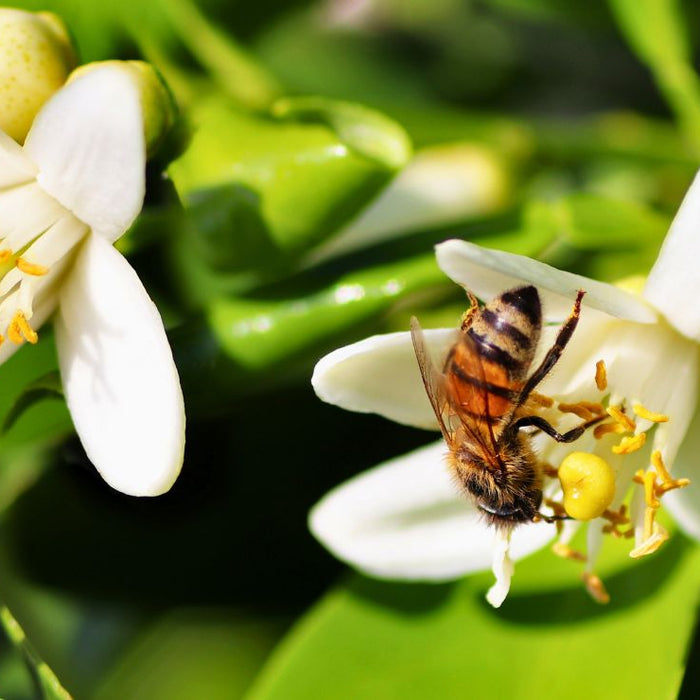 Spring is in the Air: How to Create a Bee-Friendly Garden This Season