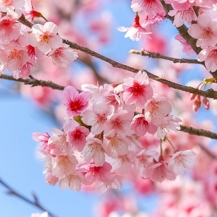 Cherry Blossom Delight: How To Grow Ornamental Cherry Trees In Your UK Garden