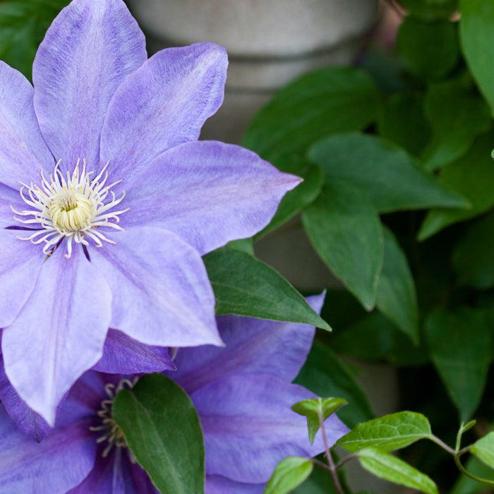 Blooms That Thrive: Mastering the Art of Growing Clematis in Your Garden