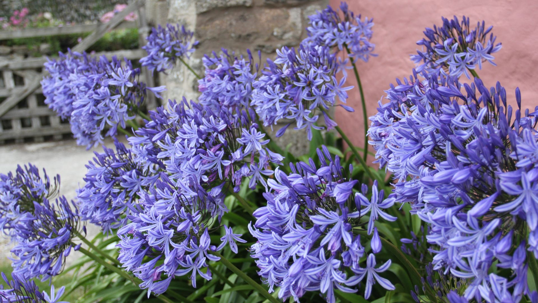 How to grow Agapanthus from a bare root