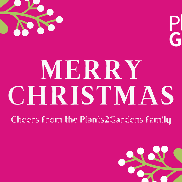 A Very Merry Christmas to our Wonderful Bunch