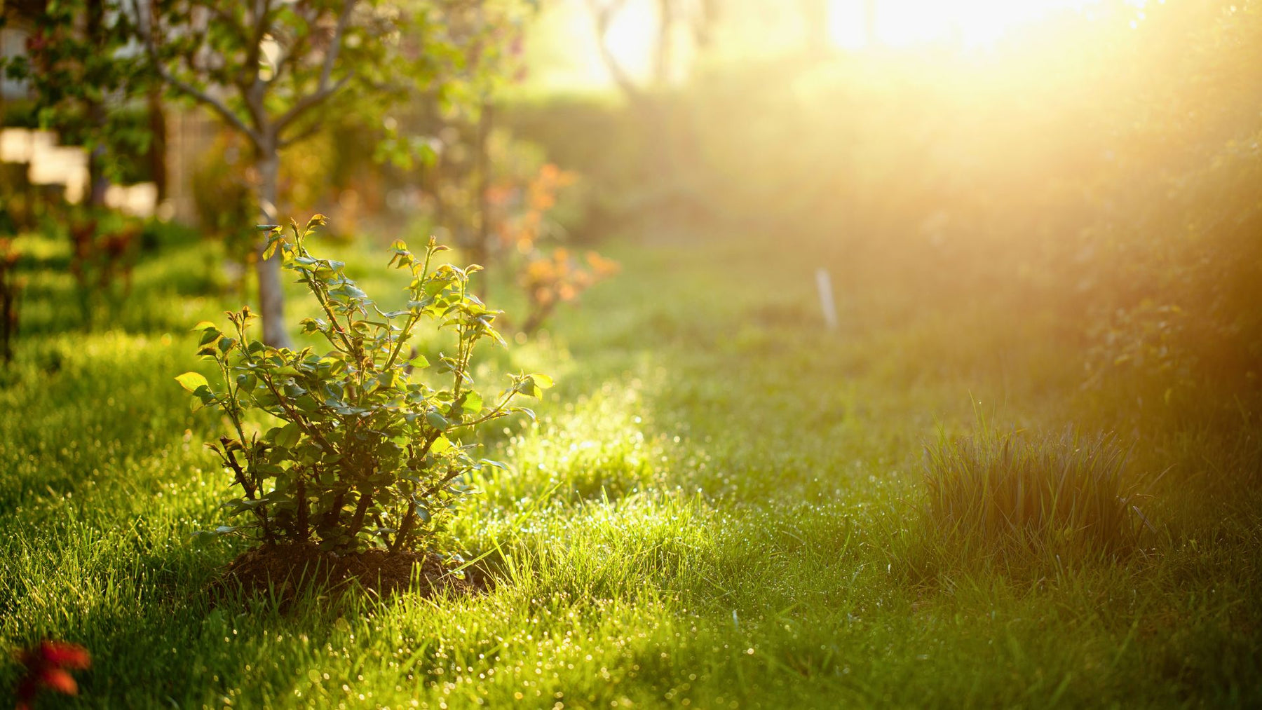 Longer Days, Brighter Blooms: Essential February Gardening Tips to Kickstart Spring