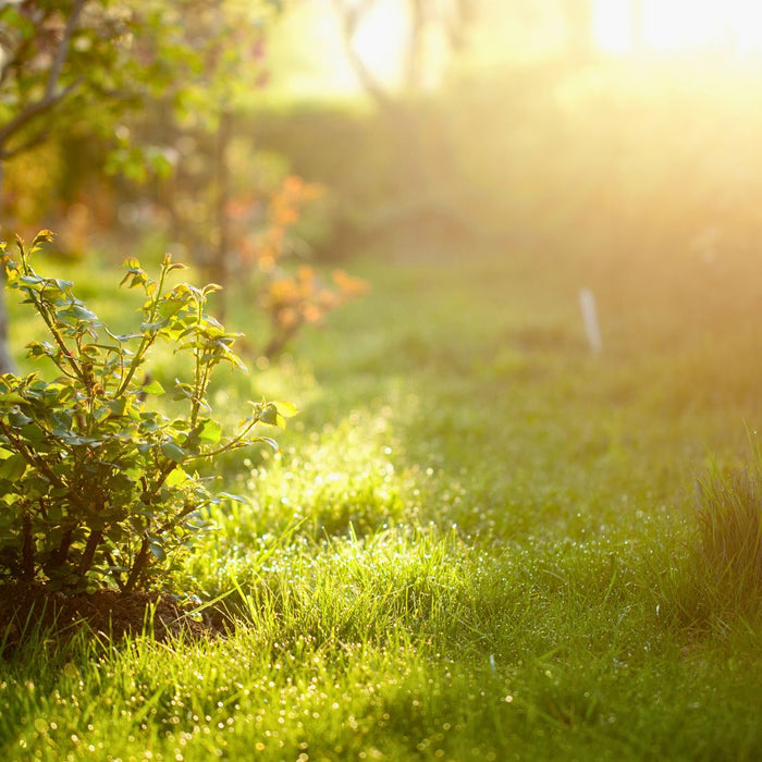 Longer Days, Brighter Blooms: Essential February Gardening Tips to Kickstart Spring