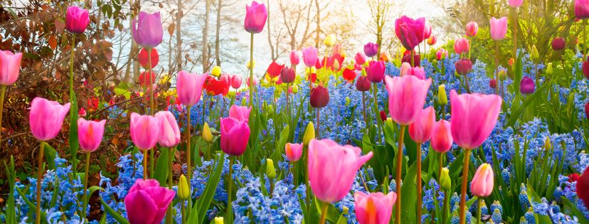 Has Spring Sprung? Here Are the Top 5 Things to Do in Your Garden Right Now...