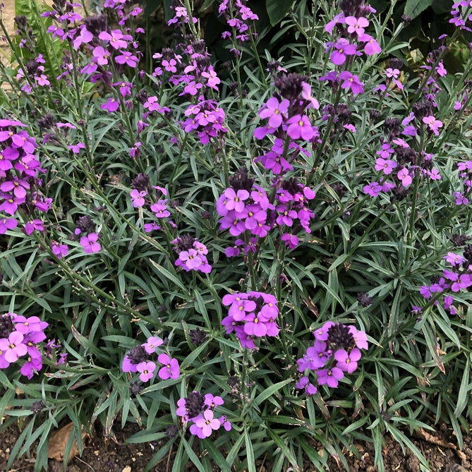 Erysimum Bowles Mauve really is the Bees Knees