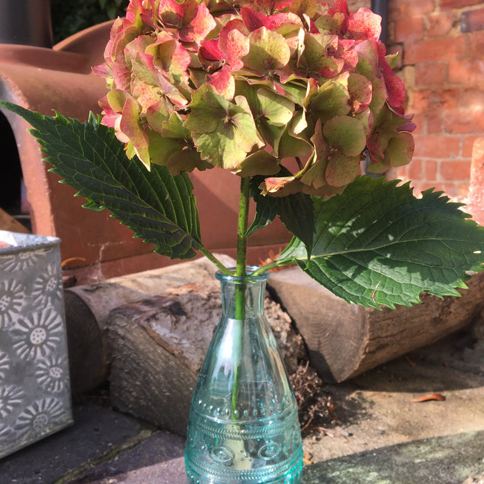 How do I care for my perennials over the colder months?