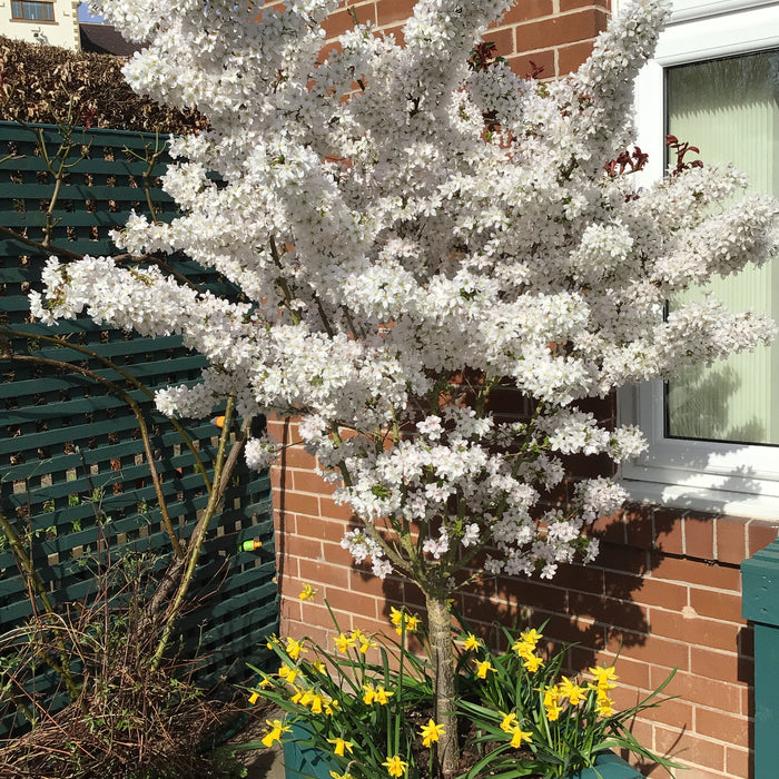 Delightful Displays and Daffodil Duties