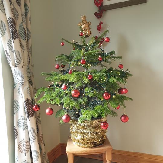 Cut, Potted and Pot Grown Christmas Trees Explained