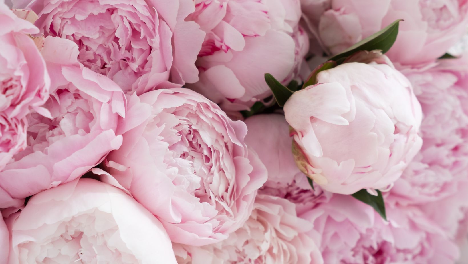 How to plant Peonies