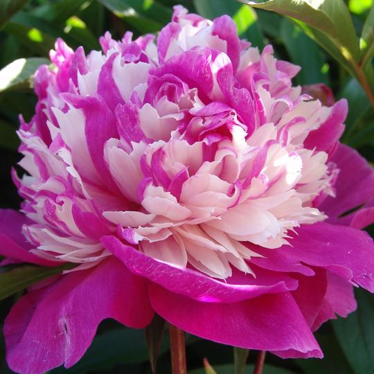 Peonies – Proud Performance Year after Year