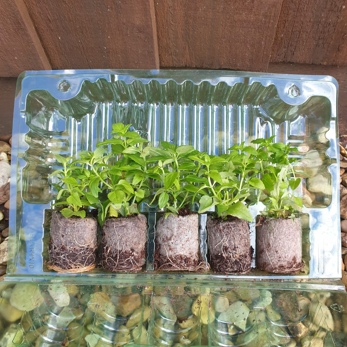 When to plant Summer Bedding Plants Plants2Gardens