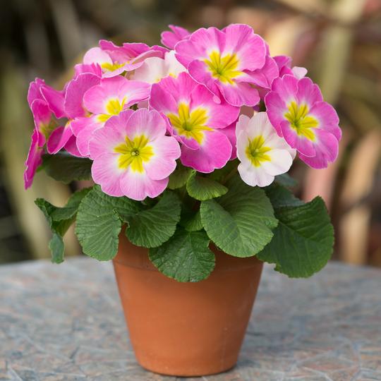 A wonderful living gift full of Springtime promise