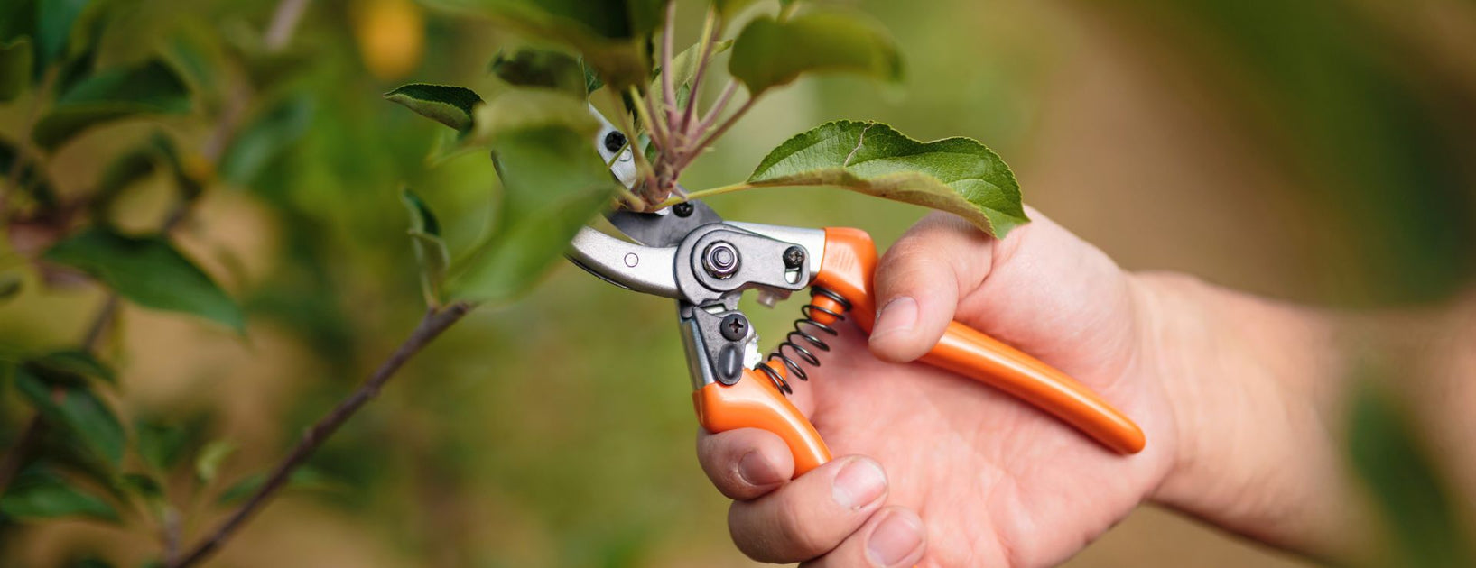 Spring Pruning Guide: What to Cut Back Now for Healthier Growth ...