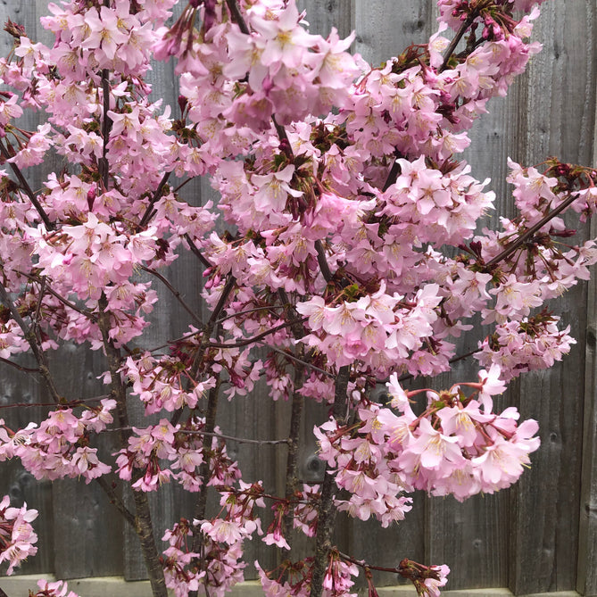 Wake up your Spring Garden – Prunus Perfection!