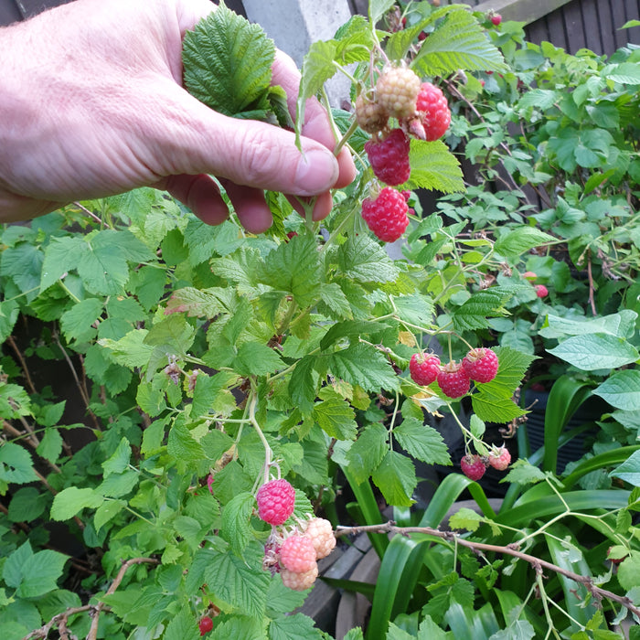 When do I harvest my fruit and vegetables?