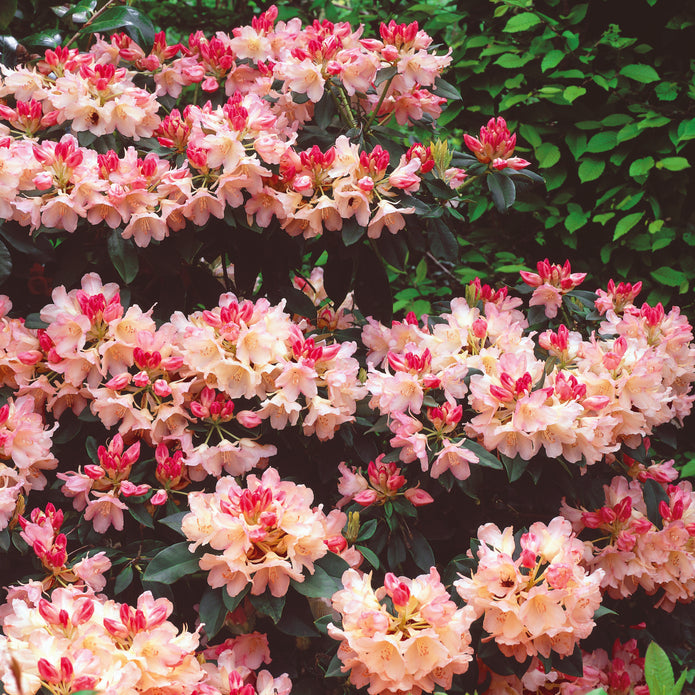 Rhododendron – a – thon!