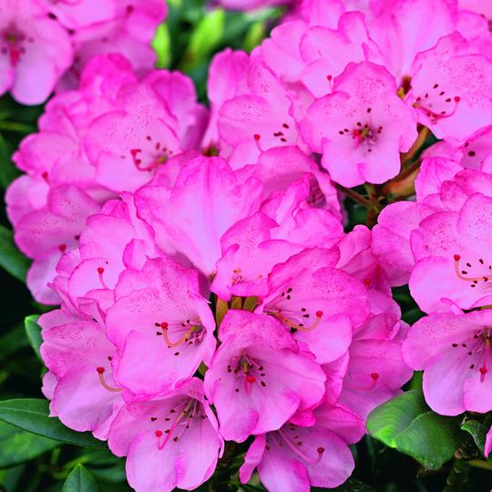 How to plant and maintain Rhododendrons