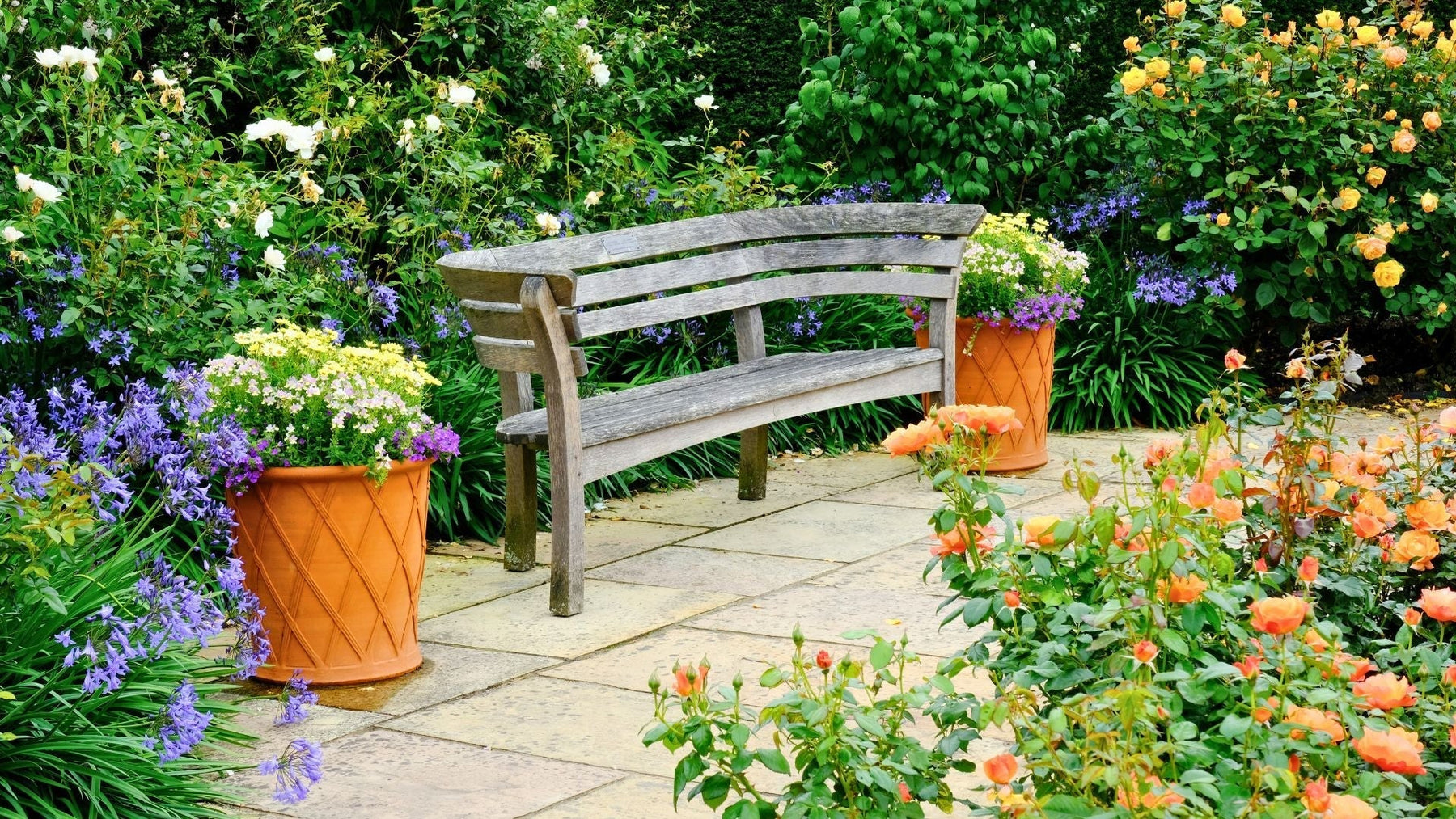 Transform Your Patio This Summer: The Best Bedding Plants & Perennials for a Stunning Display