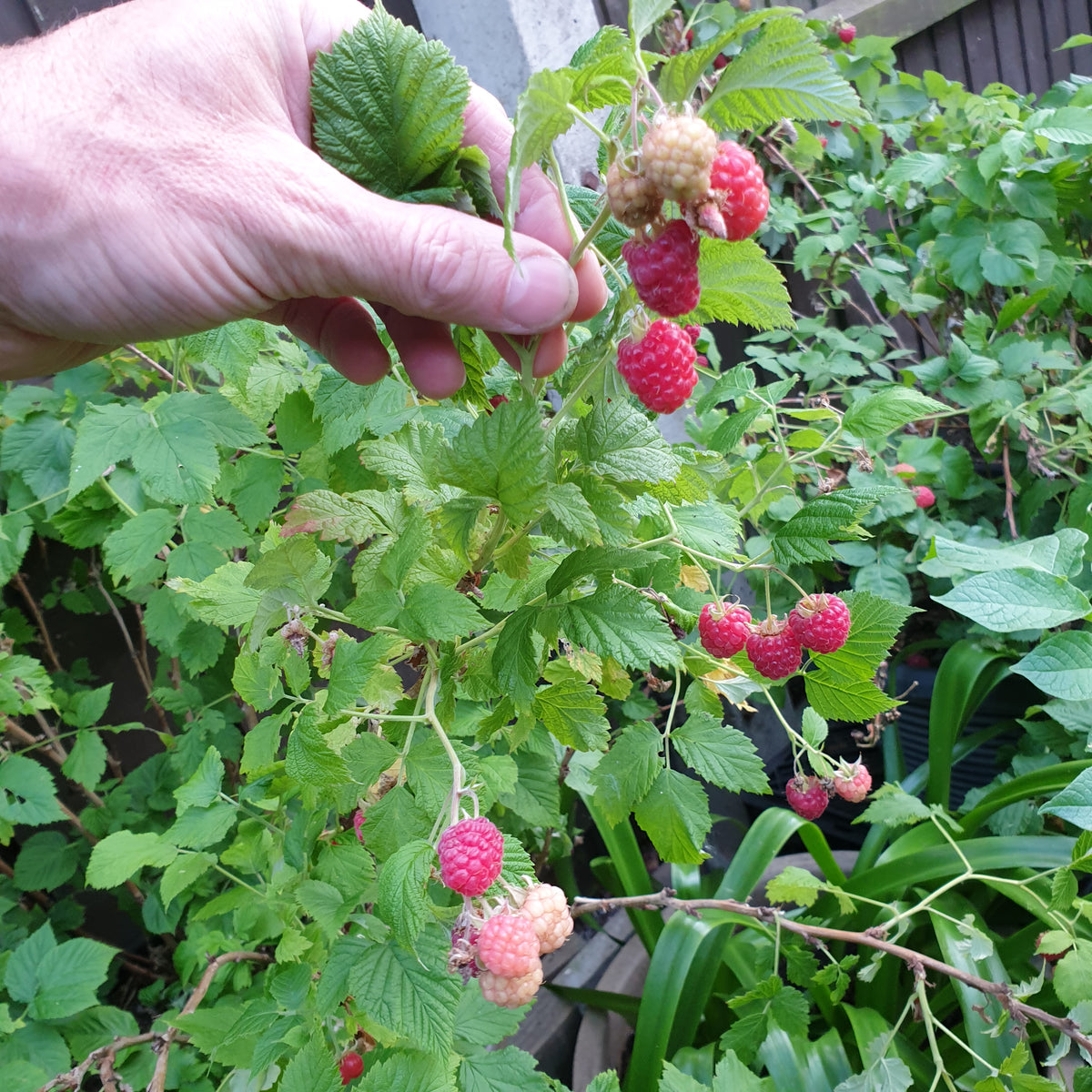 How To Prune Raspberry Bushes — Plants2Gardens