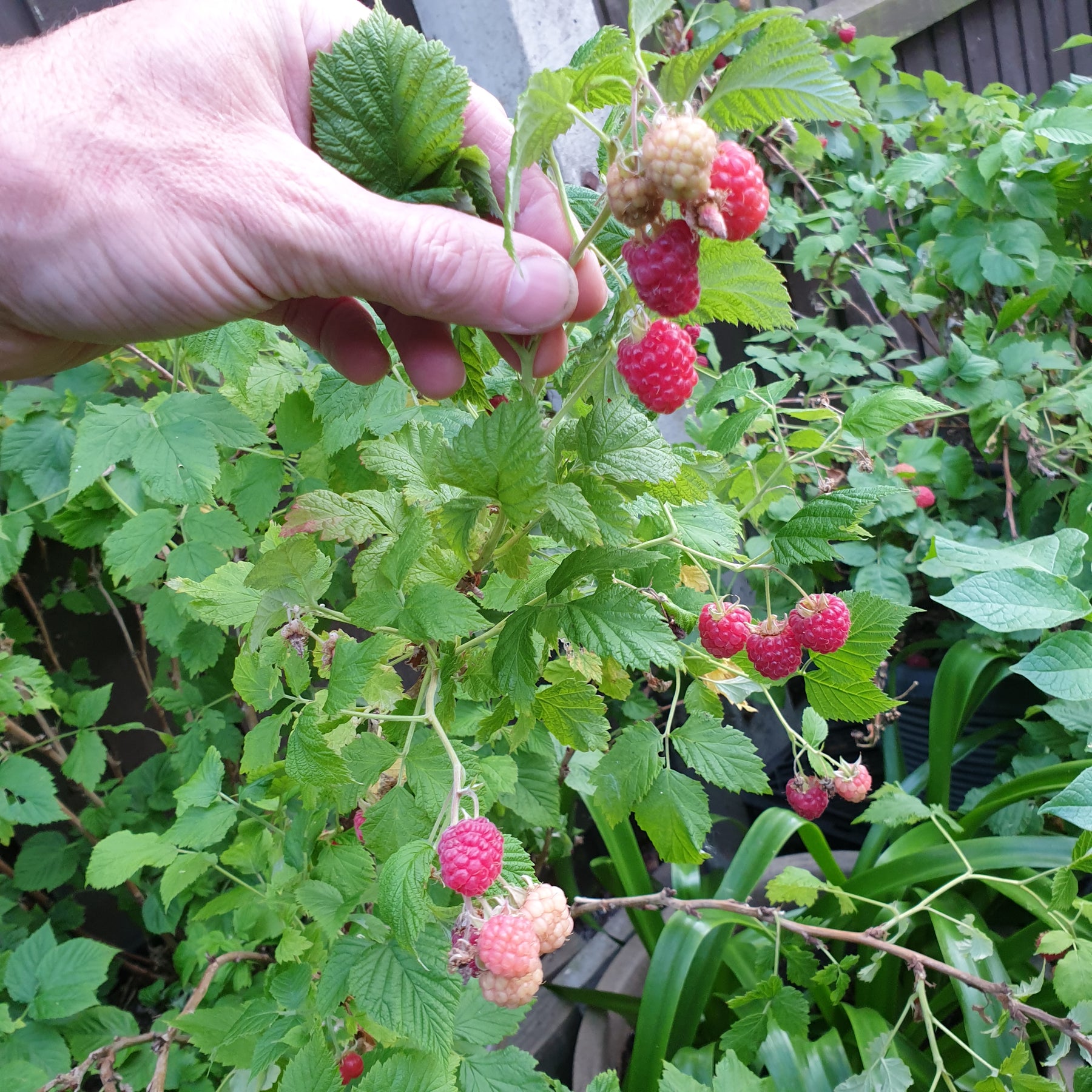 How To Prune Raspberry Bushes