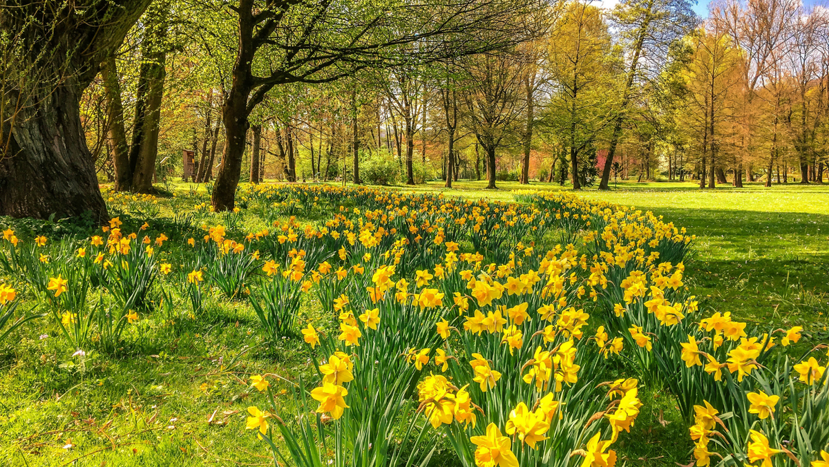 Spring Colour Bedding and Summer Bulb Bonanza! — Plants2Gardens