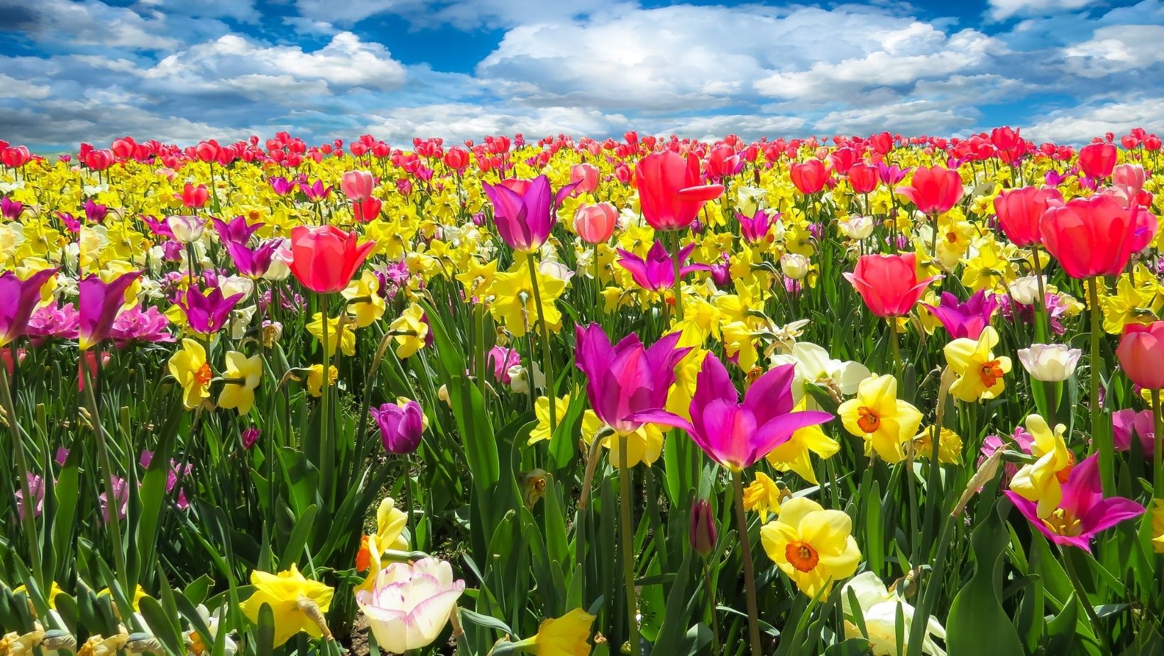 Early Colour and Year-Round Garden Fragrance