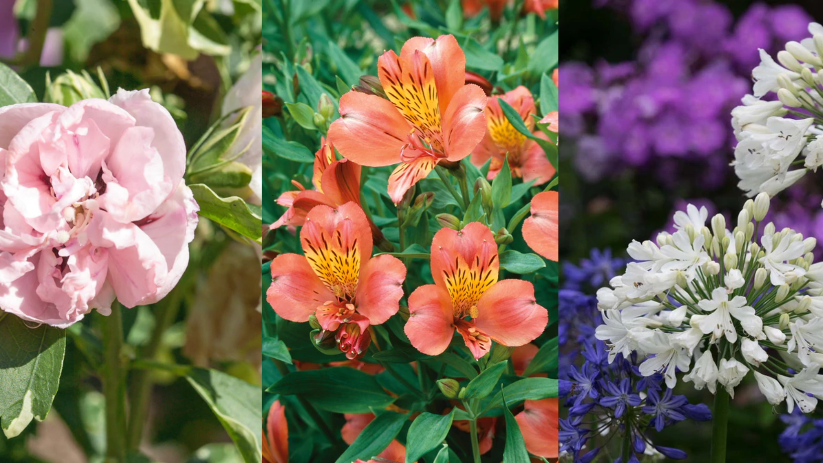 The Top 8 Plants For 'Instant Impact' In Your Garden