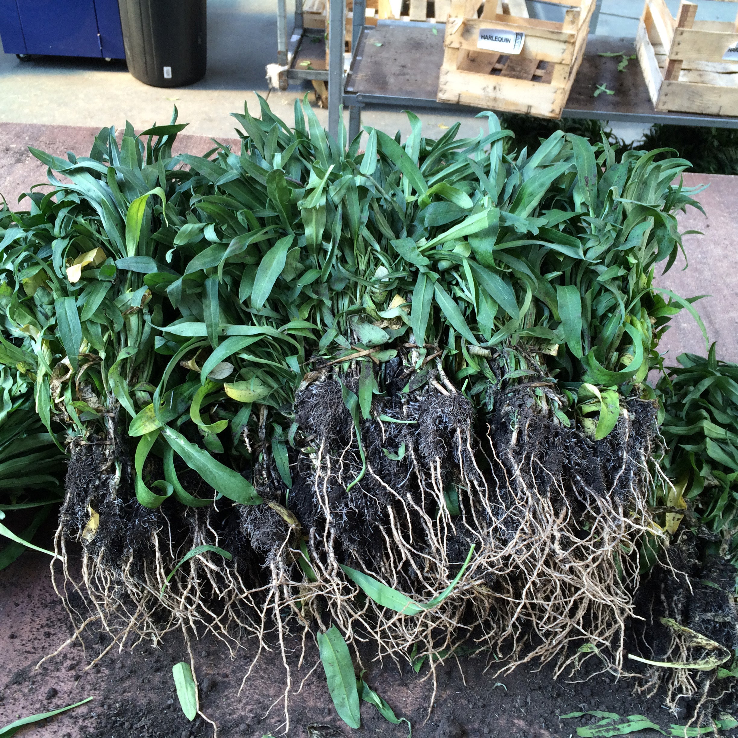 How to Plant Bare Root Garden Plants Plants2Gardens