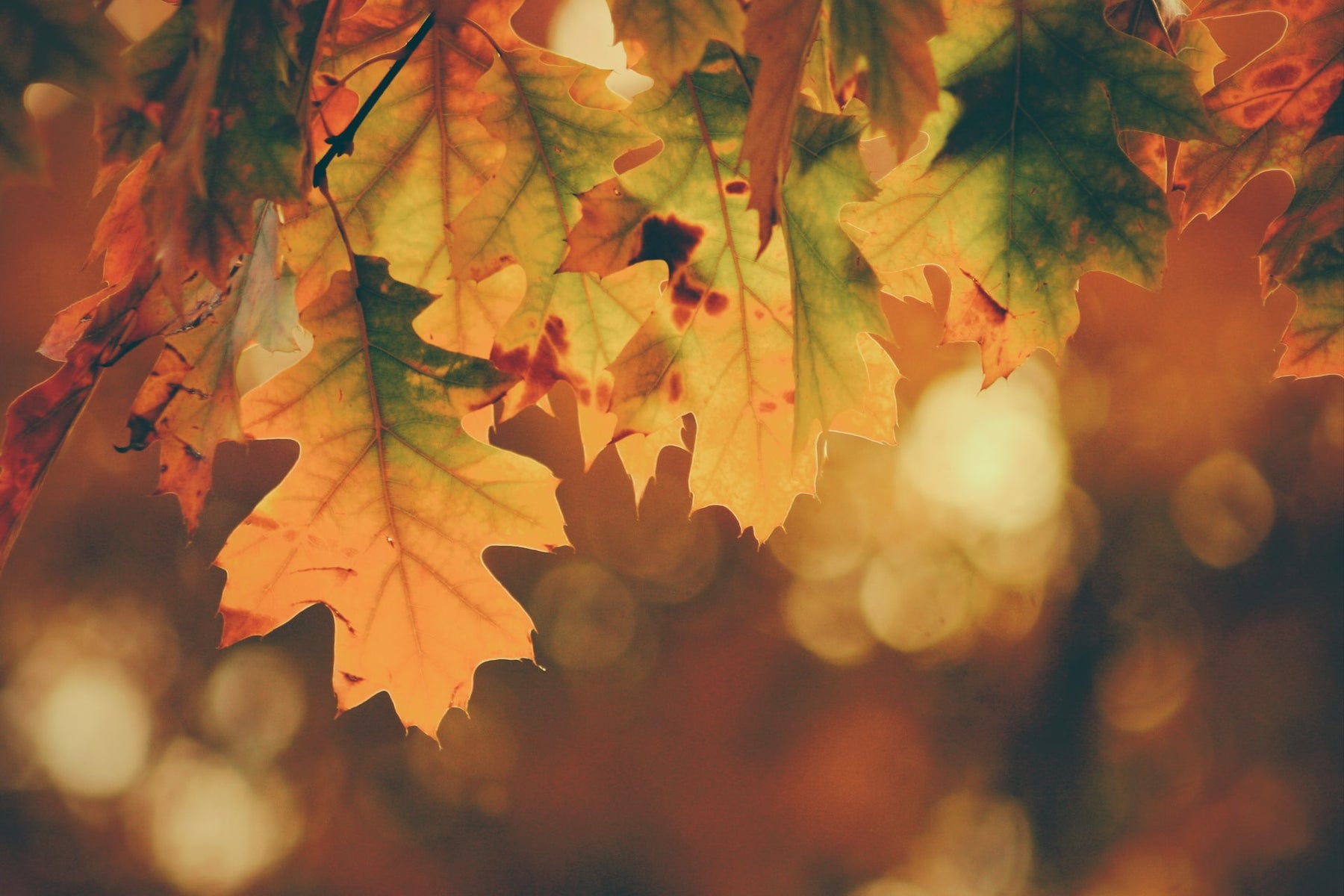 5 Great Tips To Get Your Garden Looking Fabulous For Autumn…