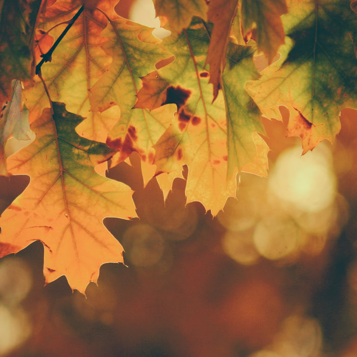 5 Great Tips To Get Your Garden Looking Fabulous For Autumn…