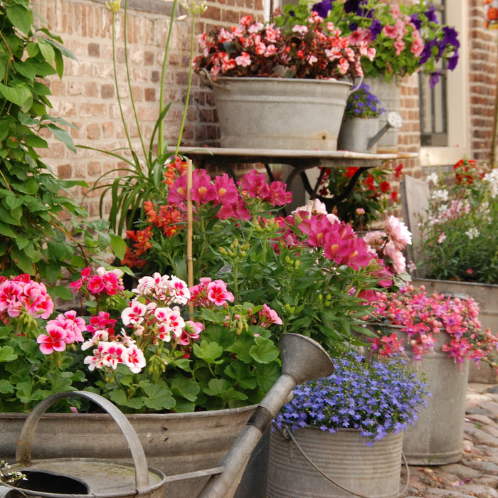 Growing Plants In Containers & The 7 Mistakes Everyone Makes