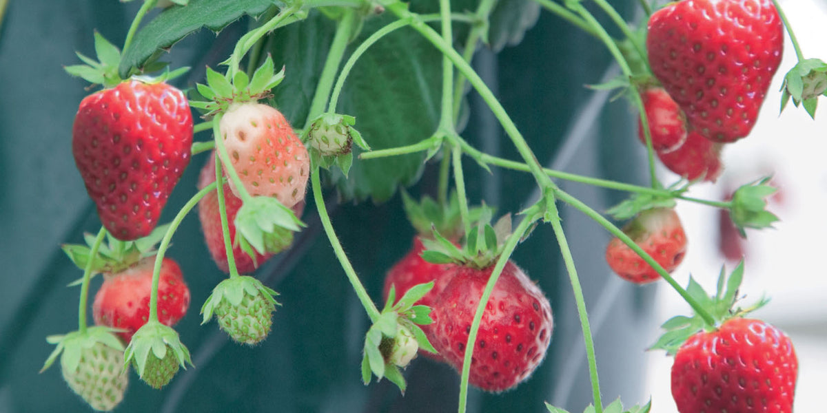 Buy Grown Your Own Pots & Planters Online from Plants2Gardens