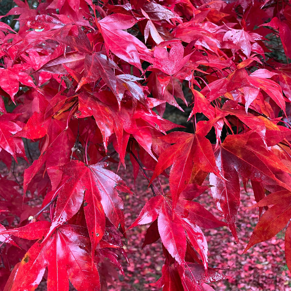 Acer