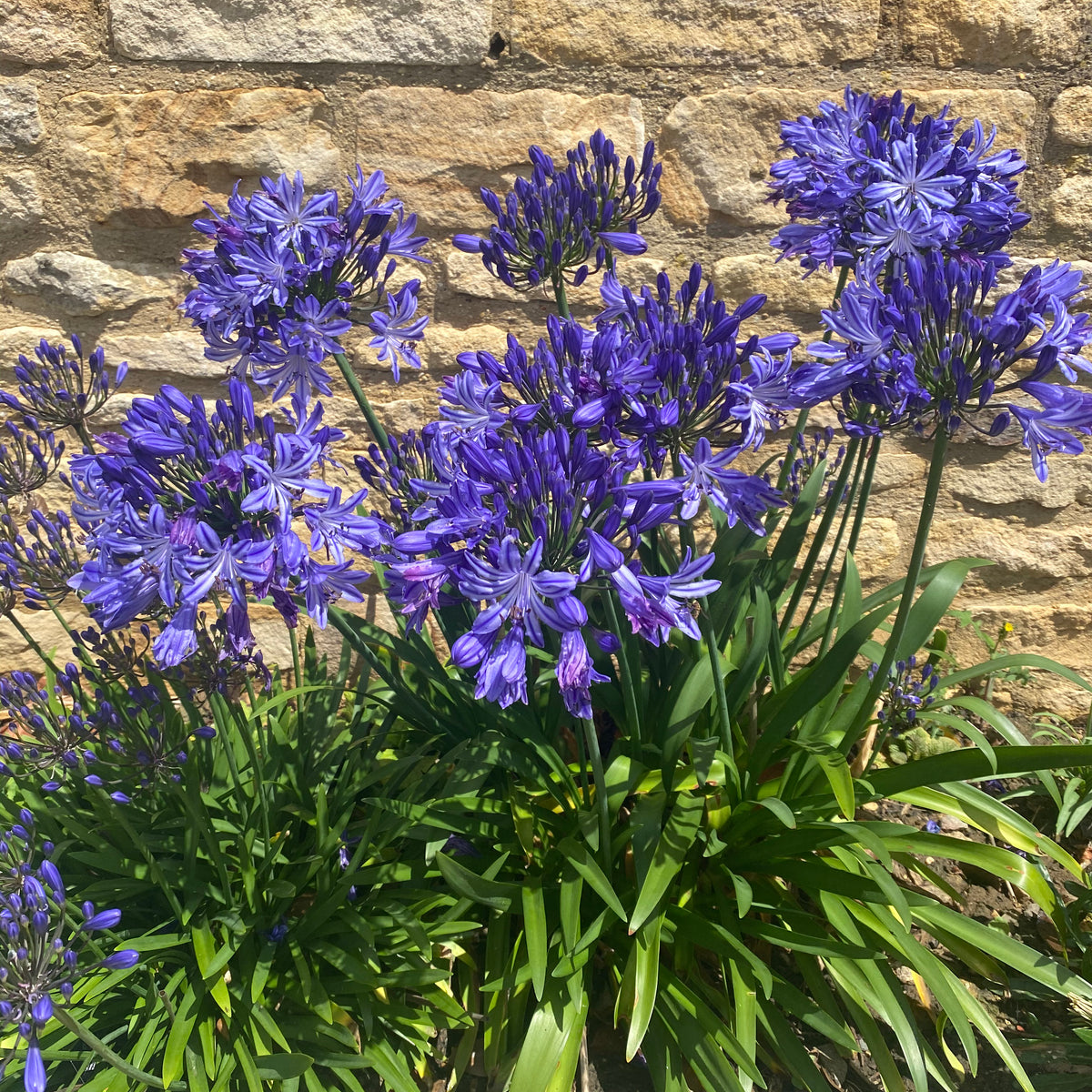 agapanthus queen of the ocean bare root plants