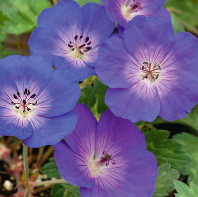 Hardy geranium flowering in a garden border