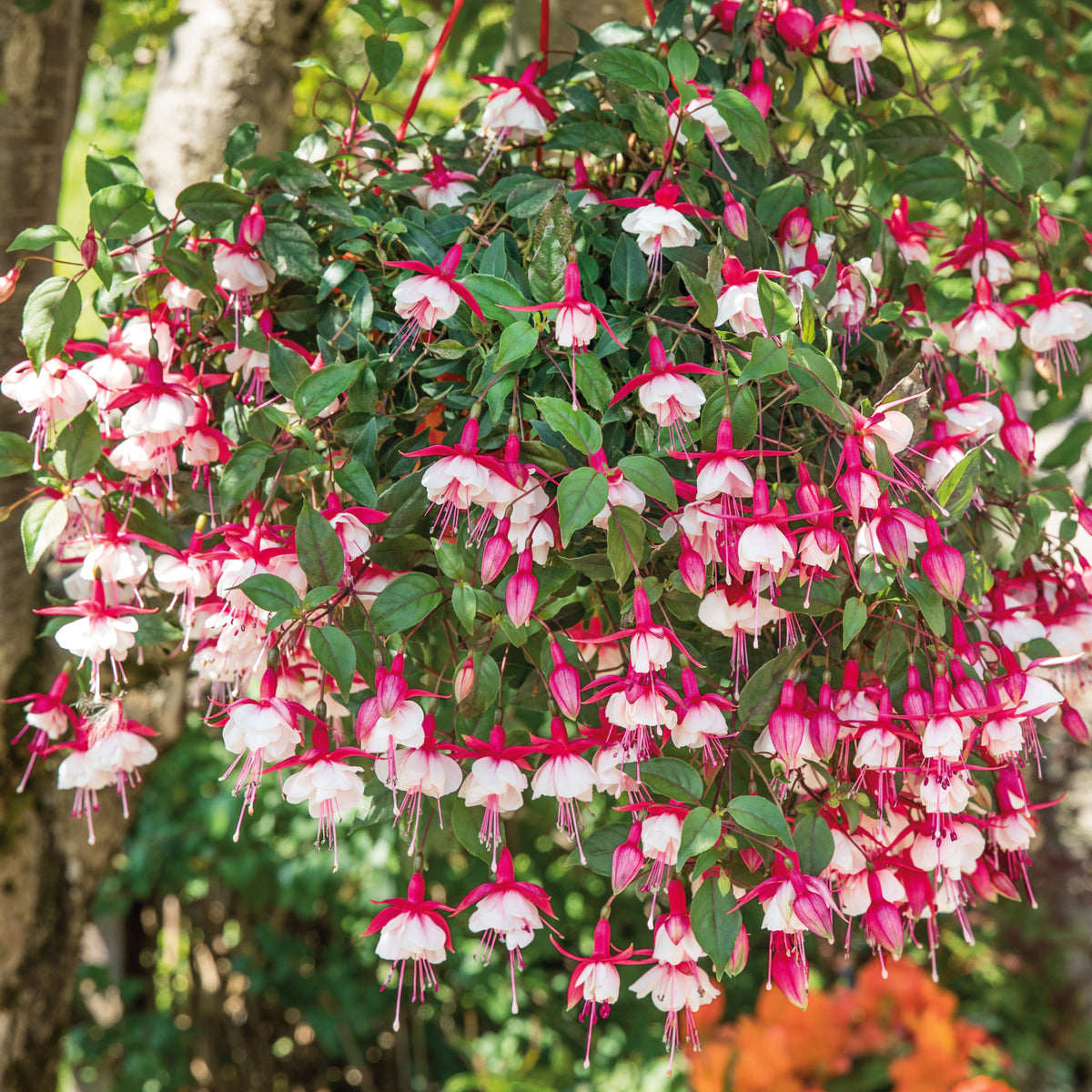 Buy Fuchsia Online from Plants2Gardens