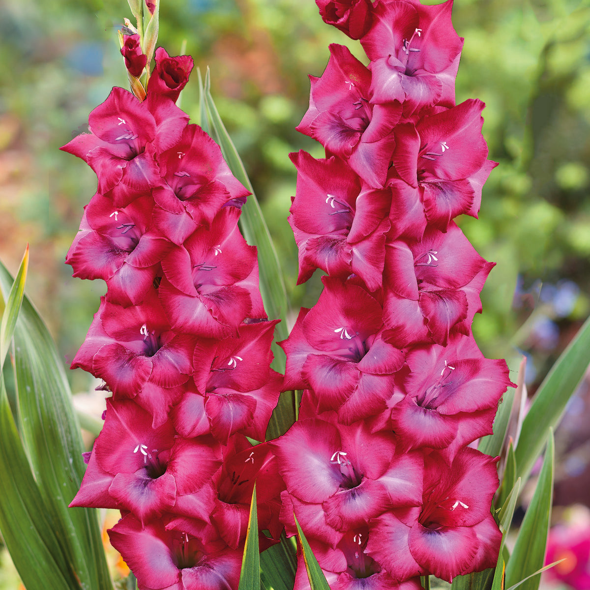 Buy Gladioli Online from Plants2Gardens