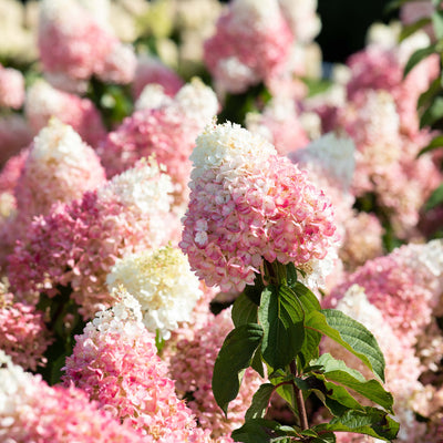 Hydrangea