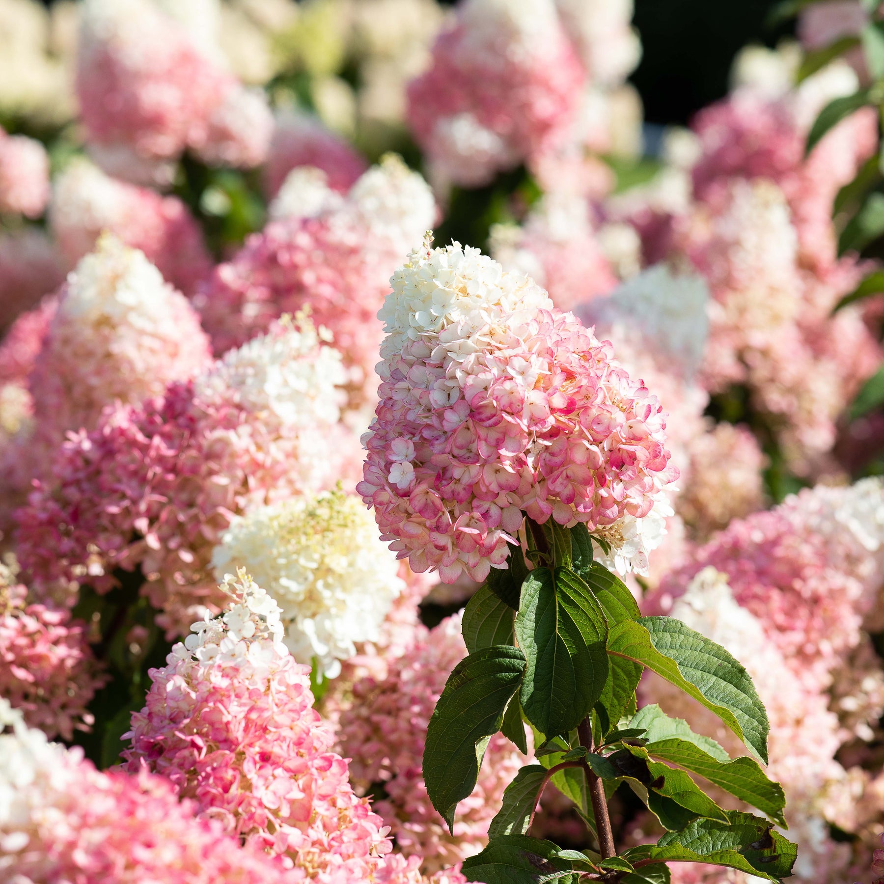 Hydrangeas II main image 0