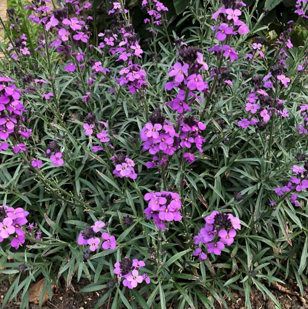 Buy Perennial Plants Online from Plants2Gardens