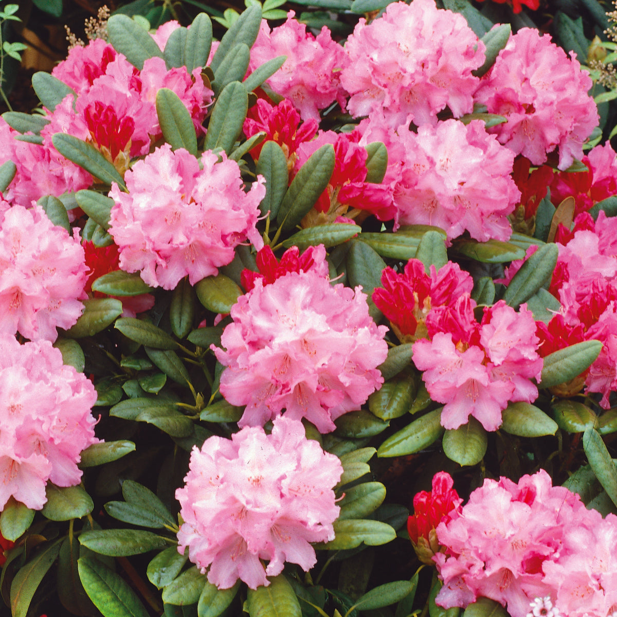 Buy Rhododendrons Online from Plants2Gardens