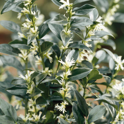 Sarcococca, an evergreen that copes with shade