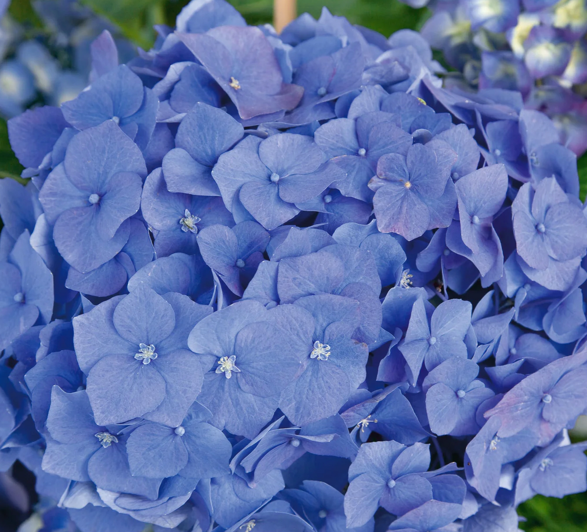 Buy Offers & Discounts Online from Plants2Gardens