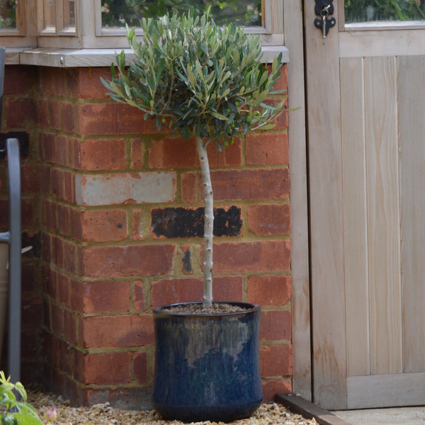 Olive mini standard in a terracotta pot